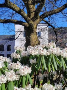 Nygårdshøyden i Bergen Museumshagen